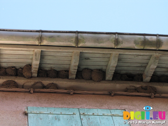 SX27710 Nest of swifts